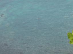 P20090804_131220_331