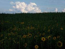 P20090805_175133_453