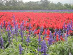 P20090806_074013_470