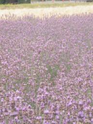 P20090806_074544_473