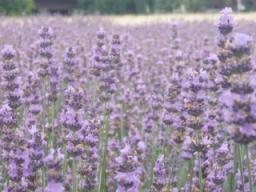 P20090806_074718_477