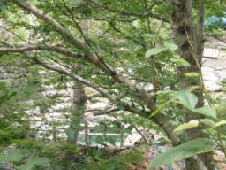 P20090806_121442_504