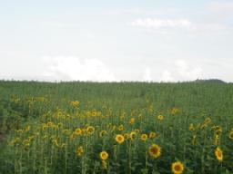 P20090805_175231_456