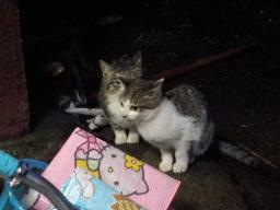 P20110502_185246_207