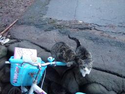 P20110503_051633_244